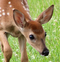 Close-up of a Fawn - 8x10 Framed Photograph - $25.00