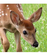 Close-up of a Fawn - 8&quot; x 10&quot; Mounted Photograph - $41.51 CAD
