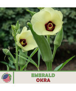 KKG 100 Emerald Okra Seeds Heirloom Non Gmo Planting Seeds - $13.95