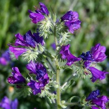 Echium Plantagineum Purple Vipers Bugloss Seed New Fresh Seeds - £8.31 GBP