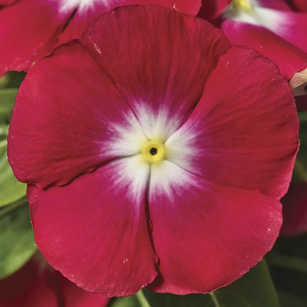 50 Vinca Seeds Vinca Sunstorm Red Halo Annual Flower Seeds SS - £11.30 GBP