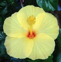20 Light Yellow Hibiscus Seeds Flowers Flower Seed - £7.94 GBP