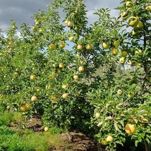 Golden Delicious Apple Tree 2Ft Tall Live Tree New Fresh - £47.79 GBP