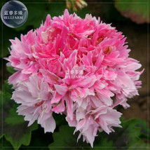 Geranium Bonsai Rose Red Light Pink Flowers With Sharp Corner Plant Seedsno Soil - £5.56 GBP