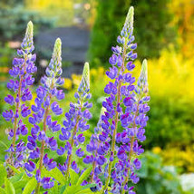 Lupinus Perennis Perennial Lupine Mixed Colors Seeds USA Seller - $17.98