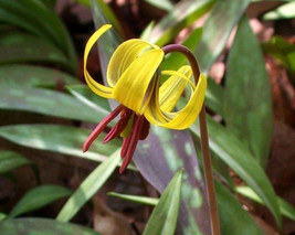 Trout Lily 10 Bulbs, Erythonium americanum, Medicinal Herb, Perennial Bulbs - £28.31 GBP
