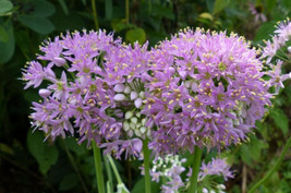 Perennial 50 Prairie Onion   Zone 49 From US - £5.78 GBP