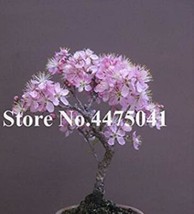 10 pcs Mini Bonsai Sakura Flower Seeds - Water Pink Flowers FRESH SEEDS - £6.67 GBP