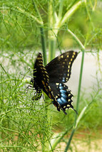 FROM USA Fennel Seeds Herb Perennial Swallowtail Butterfly Host Plant Non-GMO 20 - £3.15 GBP