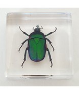 Real Genuine Green Rose Chafer Beetle Insect Paperweight Lucite Mini Spe... - $247.79 MXN