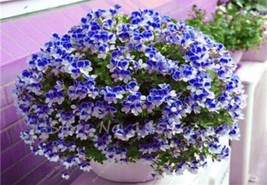 US-Seller 50 PCS Univalve Geranium Seeds for Mini Indoor Bonsai Home Garden - £6.31 GBP