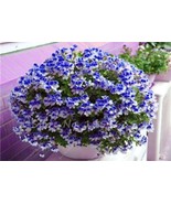 US-Seller 50 PCS Univalve Geranium Seeds for Mini Indoor Bonsai Home Garden - $8.02