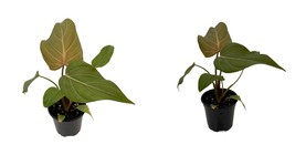 4&quot; Pot - Summer Glory Philodendron - Collector&#39;s Series - £54.02 GBP