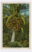 Cocoanut Tree and Fruit Port Antonio Postcard Greetings From Jamaica  - £9.46 GBP