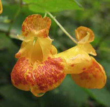 FROM US 20 Seeds Impatiens Capensis Jewelweed GV18 - $38.90