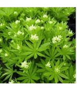 Sweet Woodruff White Galium odoratum Ground Cover Flowers 200 Seeds - $14.59