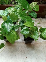 3-4 6&quot;-12&quot; Vietnamese Organic Piper Lolot ( Lá Lốt ) Live Plants In Pot - £10.41 GBP