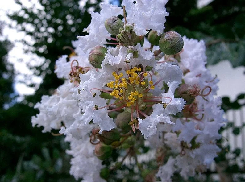 35 Seeds WHITE CREPE MYRTLE Lagerstroemia Indica Flowering Shrub Bush Sm... - $9.99