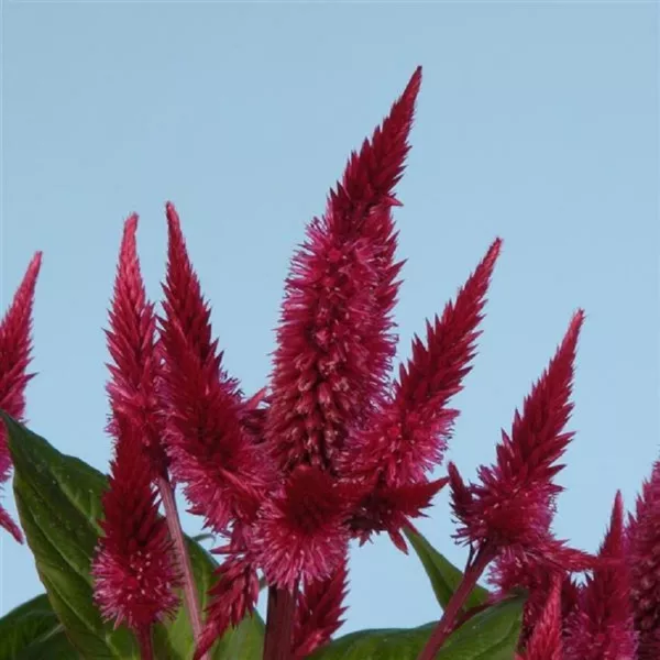 Celosia Seeds 25 Pelleted Seeds Celosia Celway Red Cockscomb Seeds Fresh New - £13.77 GBP