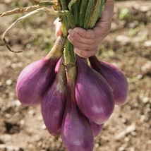 Grow 1000 Red Long Of Tropea Onion Seeds Nongmo Gourmet Heirloom  - $9.11