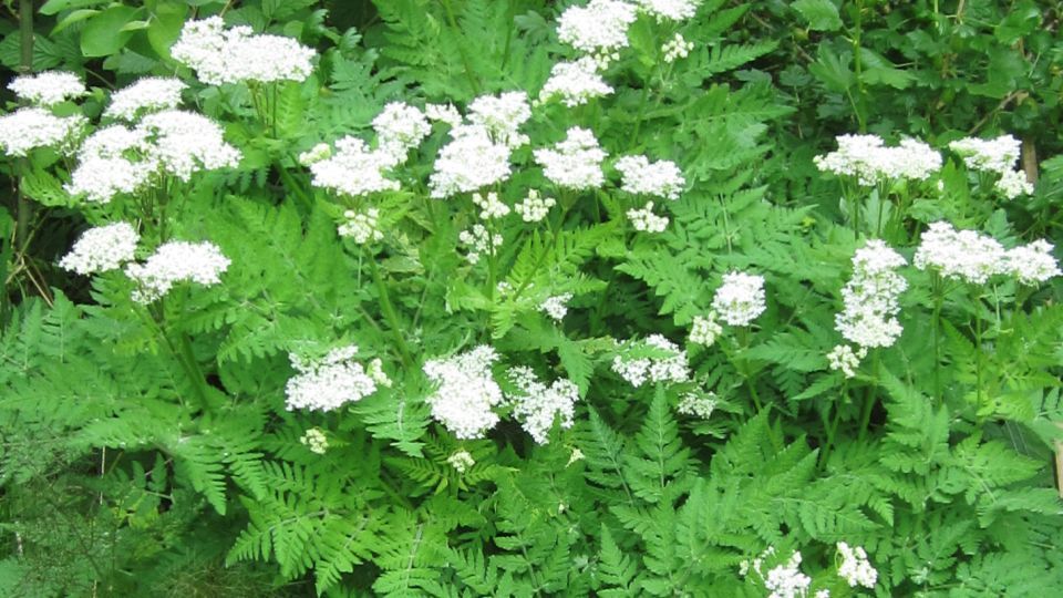 Myrrhis Odorata Anise Or Sweet Cicely Or Myrrh Herb Seeds Easy To Grow G... - $13.97