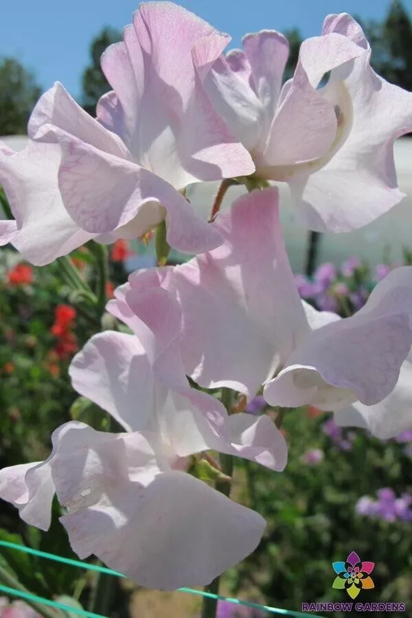 US Seller 50 Deborah Devonshire Sweet Pea Seeds New Fresh - $5.48