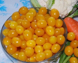 Trusses Ildi Yellow Cherry Tomato Seeds - £7.92 GBP