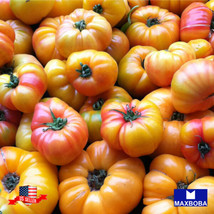 Tomato Seeds Gold Medal Heirloom Vegetable Non-Gmo Garden Usa Shipping - £5.59 GBP