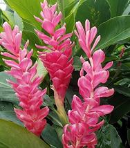 Hawaiian Tropical Pink Ginger Plant Root ~ Grow Hawaii - £19.04 GBP