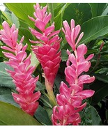 HAWAIIAN TROPICAL PINK GINGER PLANT ROOT ~ GROW HAWAII - £18.77 GBP