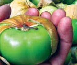 100 Seeds of Cisineros Tomatillo Physalis Ixocarpa Large Husk Tomato - £23.12 GBP