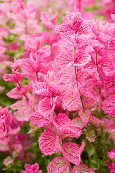 Top Seller 50 Pink Sundae Clary Sage Salvia Viridis Horminum Herb Flower... - £11.48 GBP