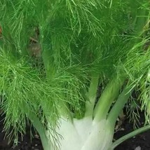 Sweet Fennel Seeds US Fast Shipping - $1.98