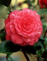 100 Mix Camellia Impatiens Balsamina Flower Seeds - £5.29 GBP