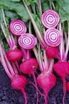 200 Plus Chioggi Beet Seeds Candy Stripe Open Pollinated Non Gmo Organic. - $6.00