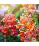 Fresh 1000 Rocket Bronze Snapdragon Seeds for Garden - €9,41 EUR