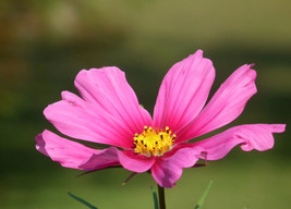 PWO Cosmos Bipinnatus - Radiance seed - $2.99