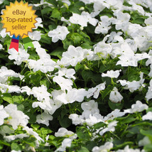 2000 Seeds Annual Vinca Periwinkle White Ground Cover &amp; Flower Seed Mix ... - $22.50