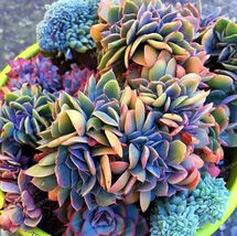 50pcs Japanese Succulents Seeds Rare Indoor Flower Mini Cactus Seeds - $4.70