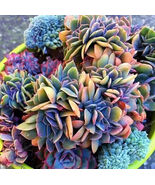50pcs Japanese Succulents Seeds Rare Indoor Flower Mini Cactus Seeds - $6.58 CAD