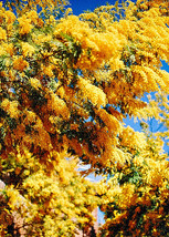 Grow in US 40 Golden Mimosa Tree Seeds Acacia Baileyana Fast Growingyellow Waddl - £9.05 GBP
