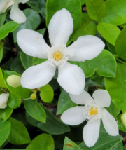 1 Pc Asian Snow Jasmine Wrightia Antidysenterica Starter Live Plant 2&quot; Tall - RK - £20.09 GBP