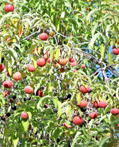 USA Himalayan Dogwood / Strawberry Tree White &amp; Pink Flower Red Fruit 20 Seeds - £8.62 GBP