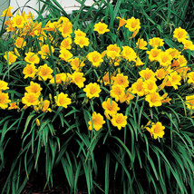 Stella de Oro Daylily 25 fans/roots re-blooming yellow blooms image 4