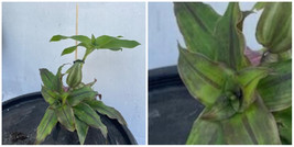 Basket Plant (1) + Wandering Jew (2) Combo (callisia fragrans) 1 Rooted ... - $45.07