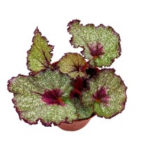 Harmony&#39;s Sleigh Bells 4 inch Begonia Rex White Christmas - $27.83