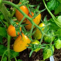 Amish Gold Tomato Seeds, Pack of 5 - Non-GMO, Heirloom Variety, Grow Your Own Fr - $7.00