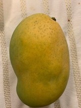 1 Francis Mango Fruit Seeds Fresh Garden - £10.68 GBP