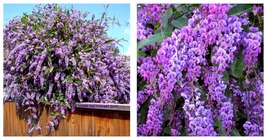 Rooted STARTER Plant Happy Wanderer Hardenbergia Extremely Plant - £43.85 GBP