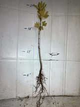 Ginkgo Biloba plant, 2-3 year old, oldest tree in the world. Split leaf Bareroot - £20.78 GBP